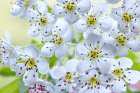 USA, Washington State, Seabeck. Hawthorn blossoms close-up. Art Print